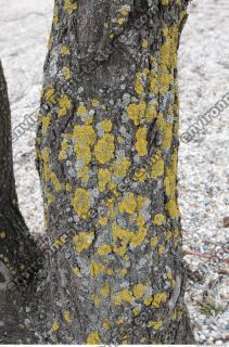 tree bark 0001